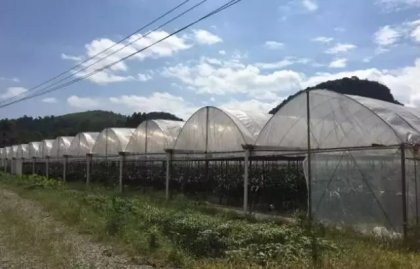瓜果飘香助脱贫——永州市一家台资企业发力种植惠乡邻