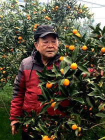 七旬台胞浏阳种植金桔喜获丰收