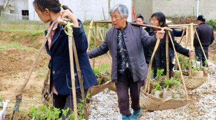 省委台办帮扶村万株酥脆枣种下脱贫希望