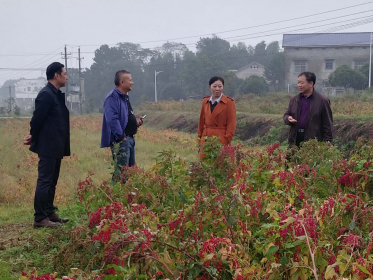台湾红藜麦在长沙试种成功