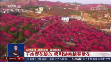 “樱”名远扬 | 央视聚焦报道在湘台企桂阳樱花园