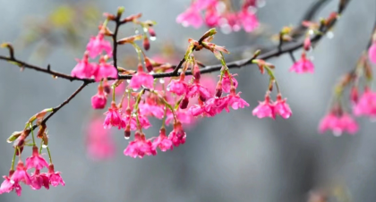 常宁百万樱花园即将迎来最美赏花季