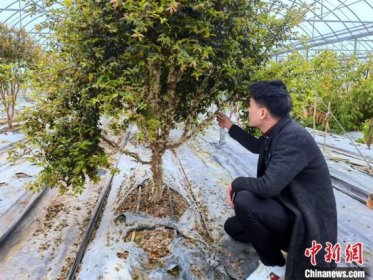 台青创业在湖南|“80后”台青缘结陶潜 湖南“世外桃源”种百果