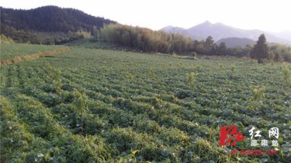 【红网】省台办邵阳驻村:从“输血”扶贫到“造血”脱贫