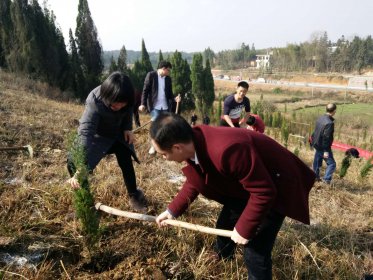 新田县台办开展义务植树活动
