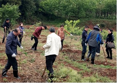 郴州市台办义务植树为桂阳台企送绿意