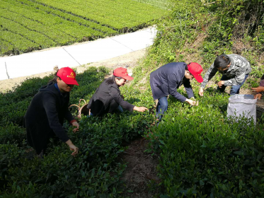 石门县台办在点村茶园开展“主题党日” 活动
